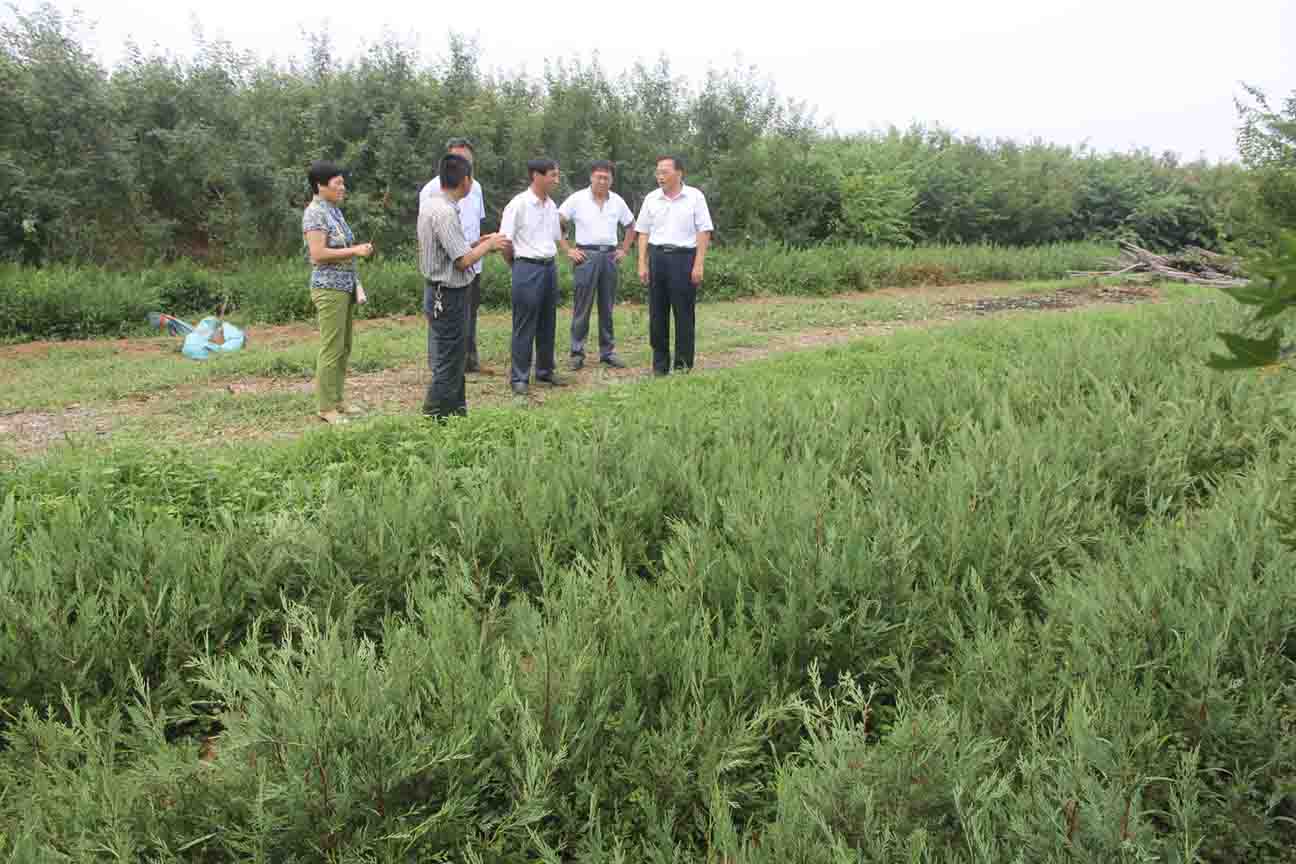 市林业局督导组现场检查雷登柏推广示范项目